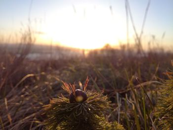 Close-up of plants during sunset