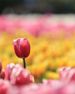 Close-up of pink tulip blooming outdoors