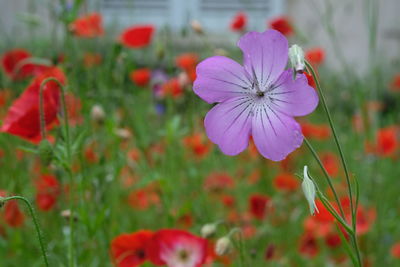 Close-up of pink flower