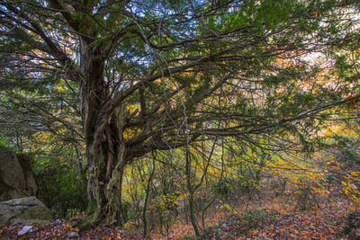 Trees in forest during autumn