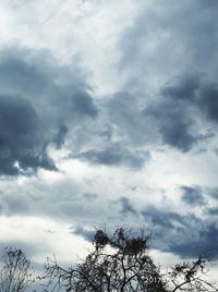 Low angle view of trees against sky