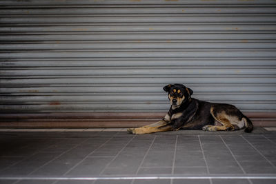 Dog sitting on tiled floor