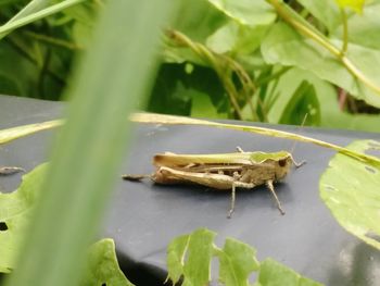 Close-up of insect on leaf