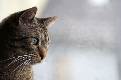 Close-up of cat by water