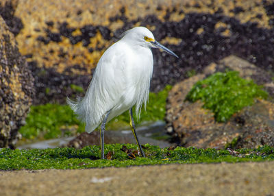 White heron perching on a land