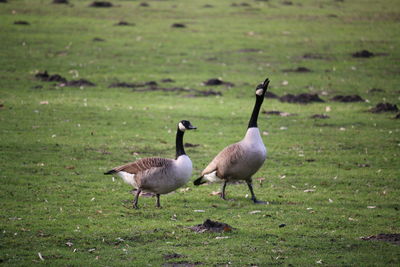 View of birds on field