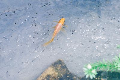 High angle view of crab on beach