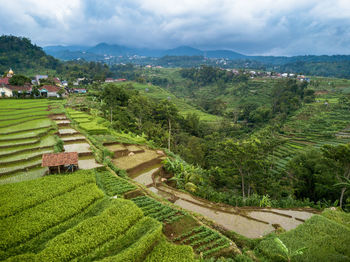 Scenic view of agricultural field against sky