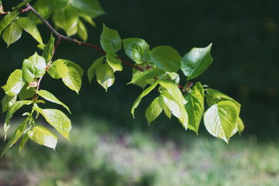 Close-up of green leaves