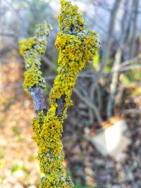 Close-up of yellow flowering plant on field