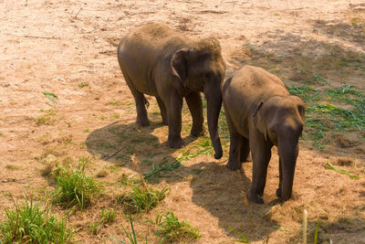 Elephant standing on field