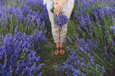 Low section of woman holding lavender flowers on field