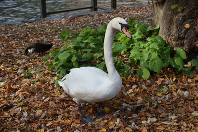 White swan with leaves