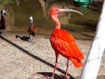 High angle view of birds perching on water