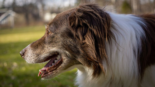 Close-up of dog looking away