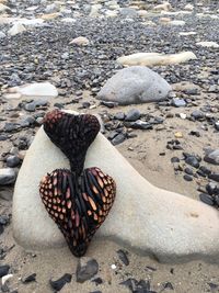 High angle view of shells on beach