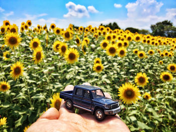 Cropped hand holding toy car at sunflower farm