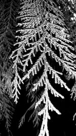 Full frame shot of frozen leaves