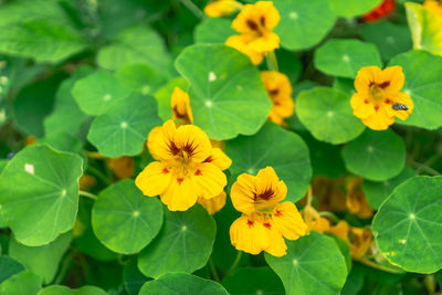 Close-up of yellow flowering plant