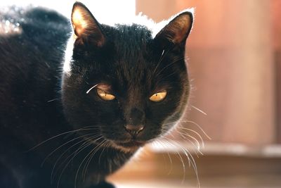 Close-up portrait of cat indoors