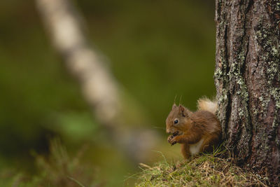 Close-up of squirrel on tree