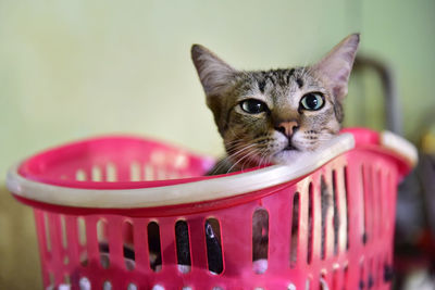 Close-up portrait of cat