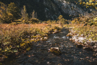 Plants growing by river in forest