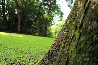 Close-up of tree trunk