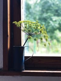 Close-up of potted plant on window