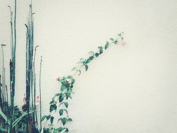 Close-up of plant growing on wall