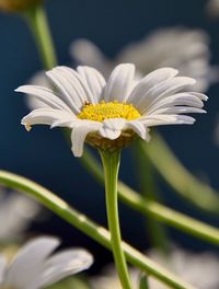 Close-up of white flower