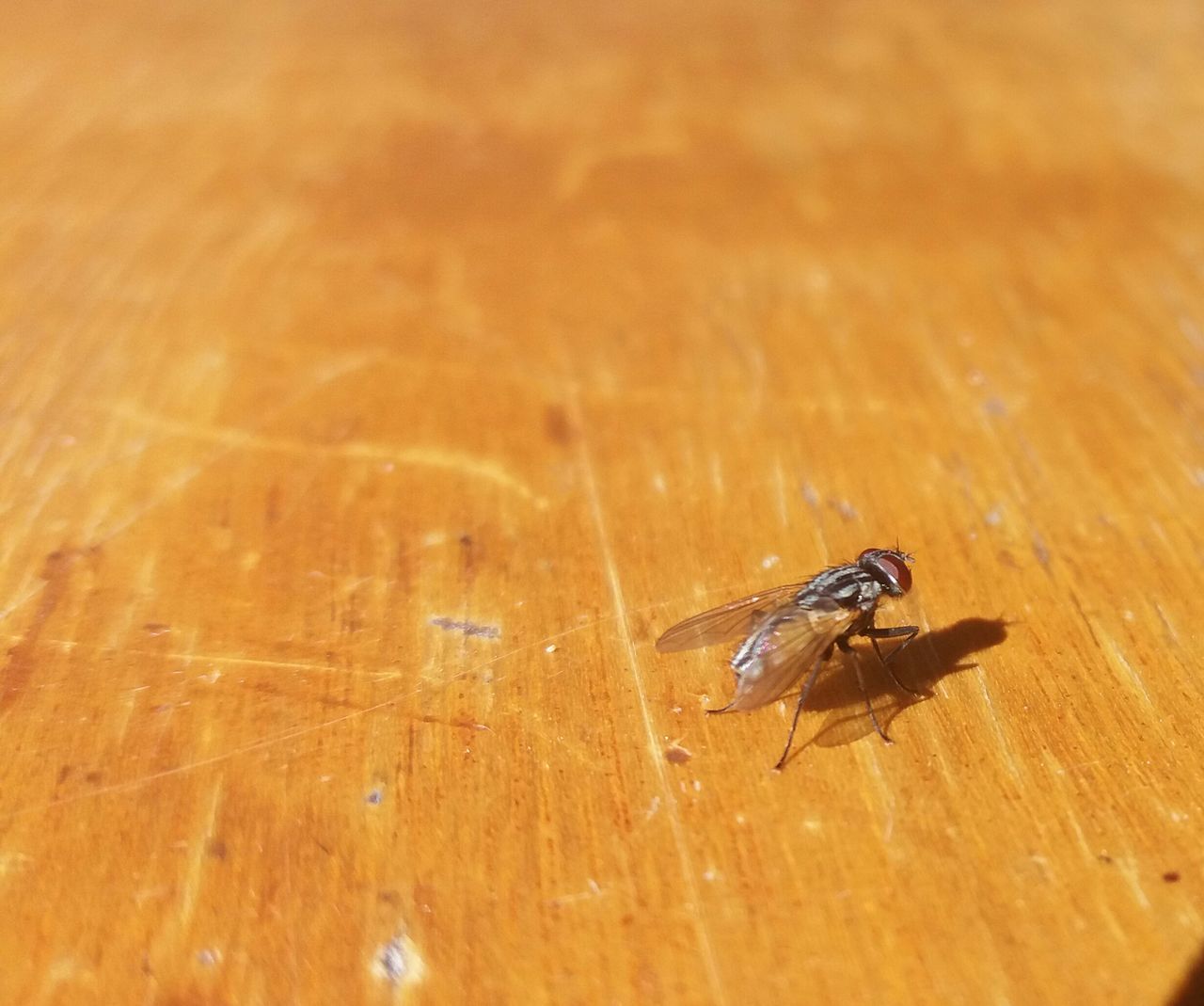 animal themes, one animal, animals in the wild, wildlife, insect, wood - material, table, zoology, wooden, high angle view, focus on foreground, nature, invertebrate, no people, tranquility, freshness, crawling