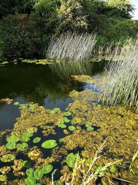 Lotus water lily in lake