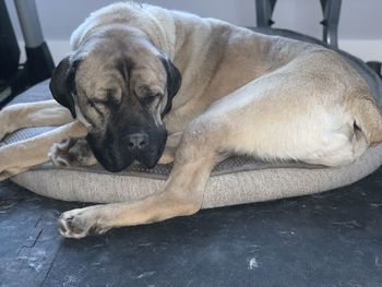 Close-up of dog sleeping at home