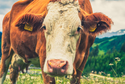 Close-up of cow on field