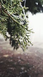 Close-up of fresh green plant