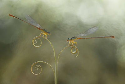 Close-up of dragonfly on plant