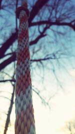 Close-up low angle view of branches