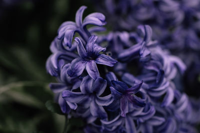 Close-up of purple flowering plant