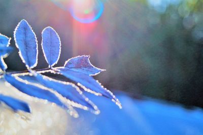 Close-up of frozen flower