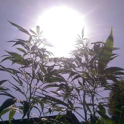 Low angle view of trees against sky