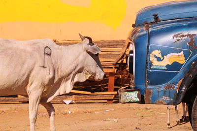 Cow standing on ground in sri lanka