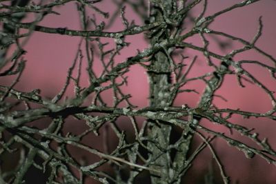 Close-up of frozen plant during winter