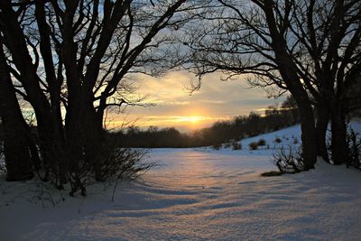 Bare trees on snow covered landscape during sunset