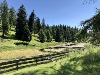 Scenic view of trees on field against clear sky