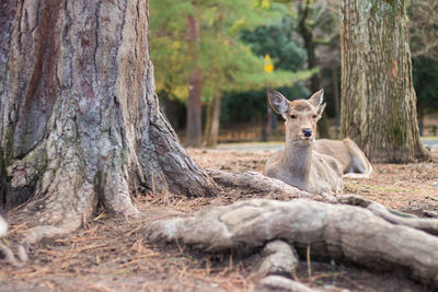 Portrait of lion sitting on tree trunk