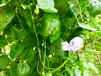 Close-up of flower growing on plant