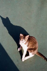 High angle view of cat sitting on shadow