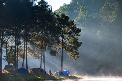 Men camping amidst trees and lake in forest