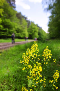 Close-up of yellow flowers